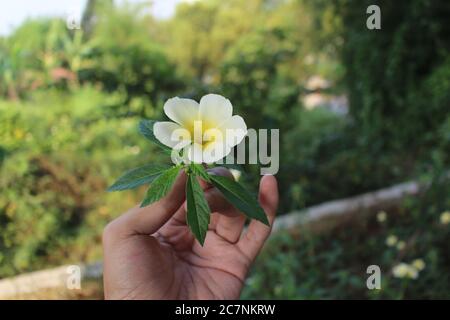 Nahaufnahme einer Evergreen Rose in einer menschlichen Hand Unter dem Sonnenlicht Stockfoto