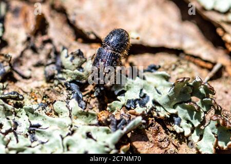 12. Juni 2020, Bayern, Neuschönau: Ein Rindenkäfer im Nationalpark Bayerischer Wald. Foto: Armin Weigel/dpa Stockfoto