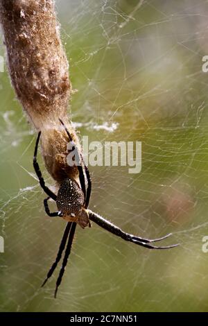 Vertikale Aufnahme einer Spinne, die ihr Netz auf dem macht Baumstruktur Stockfoto