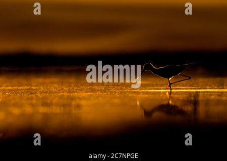 Sonnenuntergang und Vogel. Vogelform. Sonnenuntergang Natur Hintergrund. Schwarze Flügelkippe. Himantopus himantopus. Stockfoto