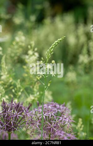 Ornithogalum pyrenaicum. Stachelstern von Bethlehem / Pyrenäen-Stern von Bethlehem und Allium christophii in Evenley Wood Gardens, Northamptonshire, UK Stockfoto