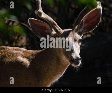 Nahaufnahme eines jungen Bucks mit seinen samtbedeckten Hörnern im Morgenlicht. Stockfoto