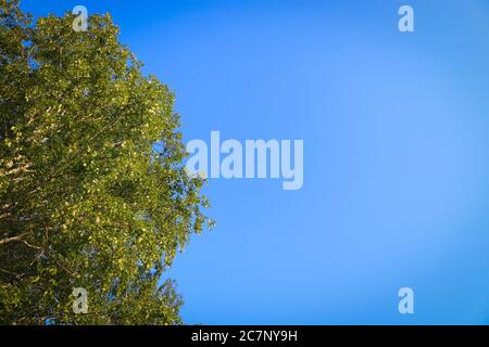 Sommer Hintergrund - Birken Zweige mit grünen Blättern auf einem Hintergrund des blauen Himmels. Stockfoto