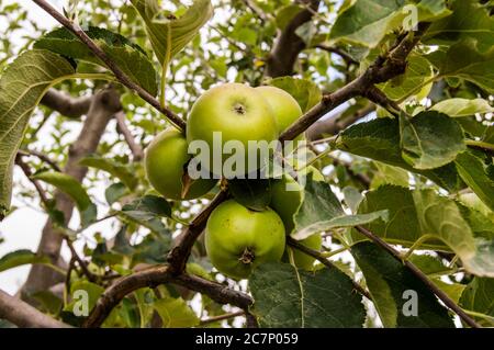 Unreife grüne Äpfel auf dem Zweig Stockfoto