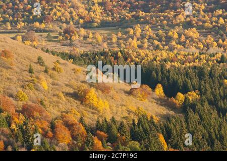 Übersicht über den Herbstwald Auvergne, Puy de Dome, Clermont Ferrand, Frankreich, Massif Central Stockfoto