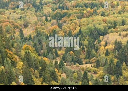 Herbstwald Übersicht in Auvergne, Puy de Dome, Clermont Ferrand, Frankreich, Massif Central Stockfoto