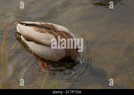 Ich fand diese Enten in Kyoto auf einer Reise, die sie einfach nur im Wasser entspannen und perfekte Kandidaten für einen Schuss. Quack! Stockfoto