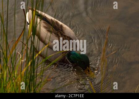 Ich fand diese Enten in Kyoto auf einer Reise, die sie einfach nur im Wasser entspannen und perfekte Kandidaten für einen Schuss. Quack! Stockfoto