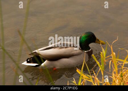 Ich fand diese Enten in Kyoto auf einer Reise, die sie einfach nur im Wasser entspannen und perfekte Kandidaten für einen Schuss. Quack! Stockfoto