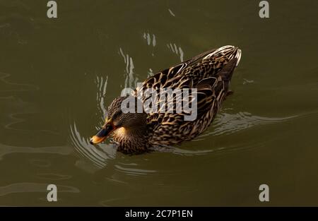 Ich fand diese Enten in Kyoto auf einer Reise, die sie einfach nur im Wasser entspannen und perfekte Kandidaten für einen Schuss. Quack! Stockfoto