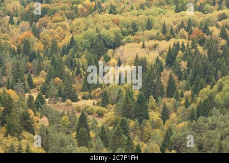 Herbstwald Übersicht in Auvergne, Puy de Dome, Clermont Ferrand, Frankreich, Massif Central Stockfoto