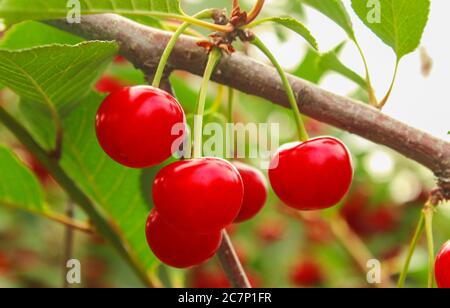 Ein Bündel von reifen roten Kirschen auf einem Zweig im Garten close-up Stockfoto