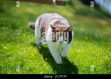 Britische Kurzhaarkatze in einem Sommergarten Stockfoto