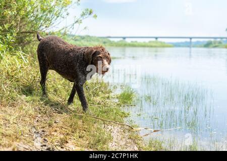 Drahthaar Hund in der Nähe des Wassers. Brauner Hund Stockfoto