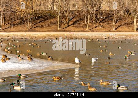 Überwinternde Vögel im Stadtpark - viele Zugvögel wild Enten auf dem Eis in der Nähe des Wermut mit Wasser auf einem eiskalten Teich. Stockfoto