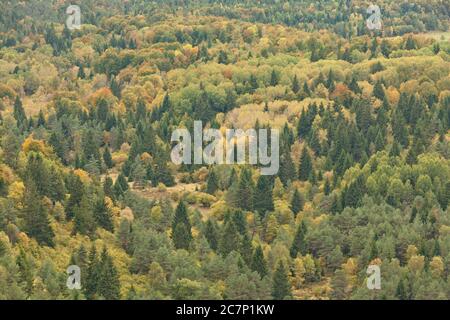 Übersicht über den Herbstwald Auvergne, Puy de Dome, Frankreich Stockfoto