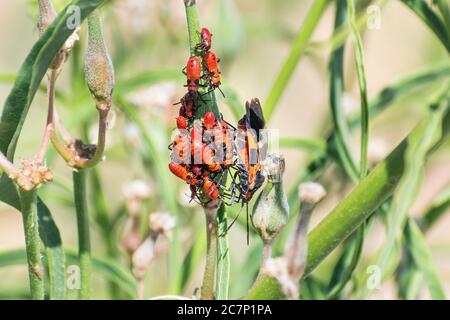 Nahaufnahme von großen Milchkäfer (Oncopeltus fasciatus), Erwachsene und Nymphen, Fütterung auf einer Schmalblatt-Milchkrautpflanze; die große Milchkrautwanze ist ein Medium-s Stockfoto