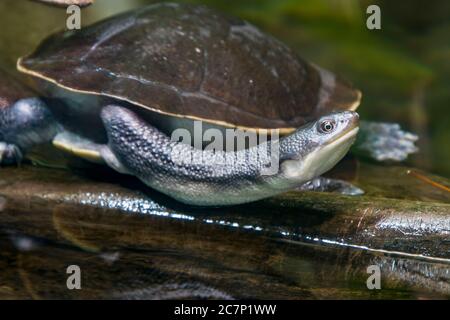 Die Schlangenhalsschildkröte (Chelodina mccordi) von Roti Island ist eine vom Aussterben bedrohte Schildkrötenart aus der Roten Insel in Indonesien. Stockfoto