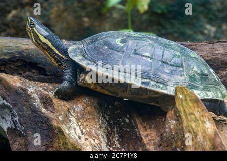 Vietnamesische Teichschildkröte (Mauremys annamensis) der Kopf ist dunkel mit drei oder vier gelben Streifen an der Seite. Stockfoto