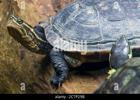 Vietnamesische Teichschildkröte (Mauremys annamensis) der Kopf ist dunkel mit drei oder vier gelben Streifen an der Seite. Stockfoto