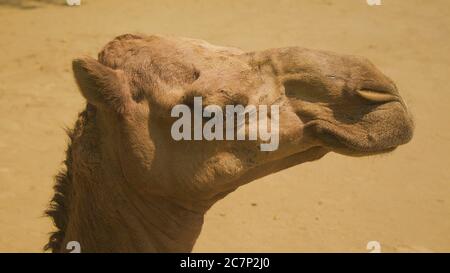 Nahaufnahme Kamel. Kamelgesicht schließen. Stockfoto