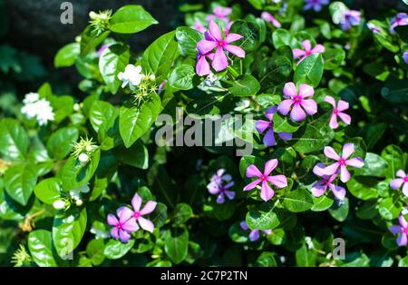 Fohlen Fuß Blume Mit Weißen Tulpe Im Garten Auf Sonnenlicht. Stockfoto