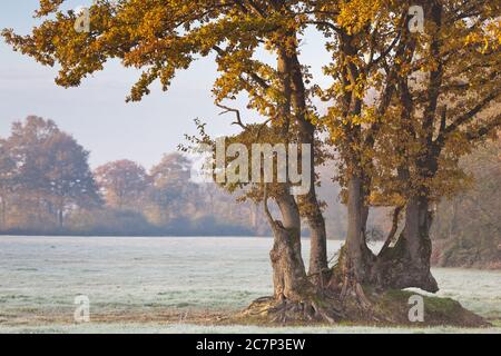 Die Eichen mit Herbstblättern stehen auf einer mit Frost bedeckten Wiese im Departement 44, Loire Atlantique in Frankreich. Stockfoto