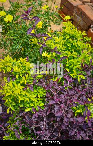 Schöne Violetten Blätter & Gelbe Blätter Baum Im Garten. Stockfoto