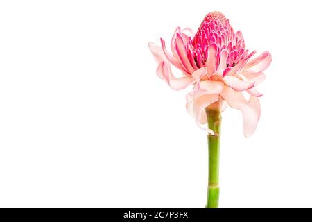 Tropische Blume rosa Fackel Ingwer (Etlingera elatior oder zingiberaceae), isoliert auf weißem Hintergrund, kopieren Raum Stockfoto