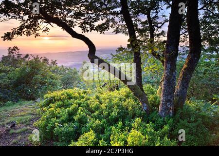 Eichen auf Bergrücken bei Sonnenuntergang Stockfoto