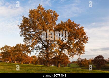 Eichenbäume im Herbst in der Auvergne Frankreich Stockfoto
