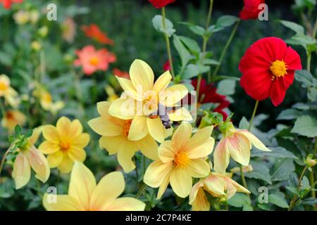 Große und größte Biene auf dem gelben Blütenkopf, Makro und Nahaufnahme von Insekten. Natur Hintergrund in Tiflis botanischen Garten, Georgien. Stockfoto