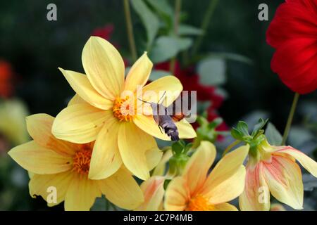 Große und größte Biene auf dem gelben Blütenkopf, Makro und Nahaufnahme von Insekten. Natur Hintergrund in Tiflis botanischen Garten, Georgien. Stockfoto