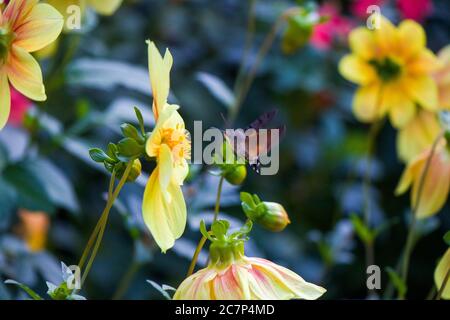Große und größte Biene auf dem gelben Blütenkopf, Makro und Nahaufnahme von Insekten. Natur Hintergrund in Tiflis botanischen Garten, Georgien. Stockfoto