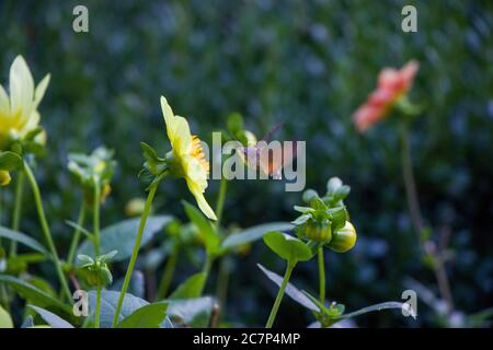 Große und größte Biene auf dem gelben Blütenkopf, Makro und Nahaufnahme von Insekten. Natur Hintergrund in Tiflis botanischen Garten, Georgien. Stockfoto