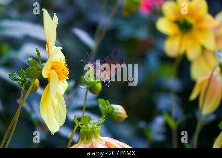 Große und größte Biene auf dem gelben Blütenkopf, Makro und Nahaufnahme von Insekten. Natur Hintergrund in Tiflis botanischen Garten, Georgien. Stockfoto