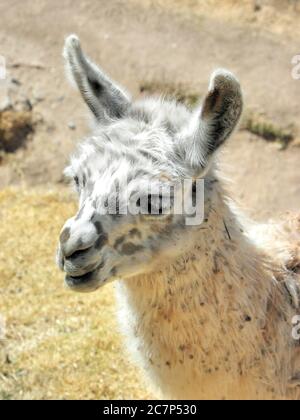 High-Angle-Aufnahme eines weißen Lamas unter dem Sonnenlicht Stockfoto