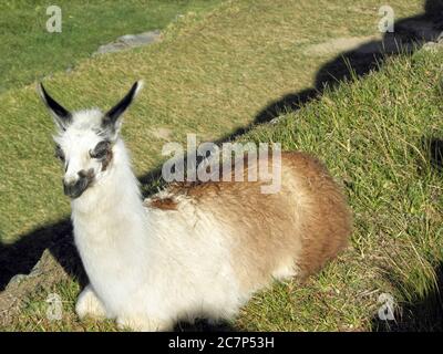 High-Angle-Aufnahme eines weißen Lamas unter dem Sonnenlicht Stockfoto