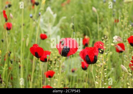 Feld und Tal der Mohnblume, Mohnblume Kopf Makro-und Nahaufnahme Foto, rot und grün Hintergrund in Georgien. Stockfoto