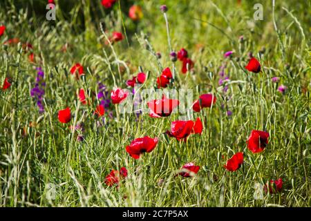 Feld und Tal der Mohnblume, Mohnblume Kopf Makro-und Nahaufnahme Foto, rot und grün Hintergrund in Georgien. Stockfoto