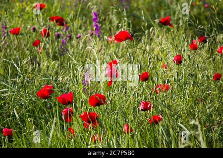 Feld und Tal der Mohnblume, Mohnblume Kopf Makro-und Nahaufnahme Foto, rot und grün Hintergrund in Georgien. Stockfoto