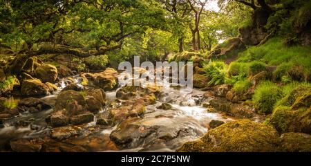 Ruhige Aussicht auf den Fluss Plym auf Dartmoor Stockfoto