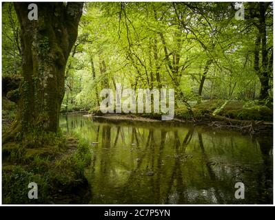 Ruhige Aussicht auf den Fluss Plym auf Dartmoor Stockfoto