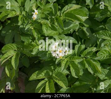 Weiße Blumen einer selbst angebauten Bio-Kartoffelpflanze (Solanum tuberosum 'Foremost'), die auf einer Zuteilung in einem Gemüsegarten in Rural Devon, England wächst Stockfoto