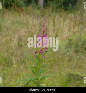 Nahaufnahme der Sommerblüte Rosebay Weidenkräuter Wildflower (Chamerion angustifolium) wächst in einer grasbewachsenen Verge am Rande eines Waldes in Devon Stockfoto