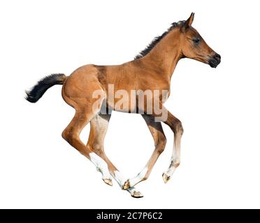 Galoppierendes Fohlen isoliert auf einem weißen Stockfoto