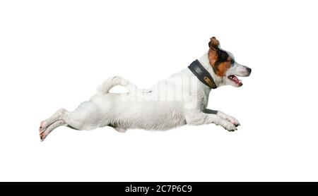 Jack russell Terrier im Sprung isoliert über einem weißen Stockfoto