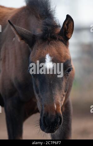 Niedliches Fohlen Porträt im Sommer Stockfoto
