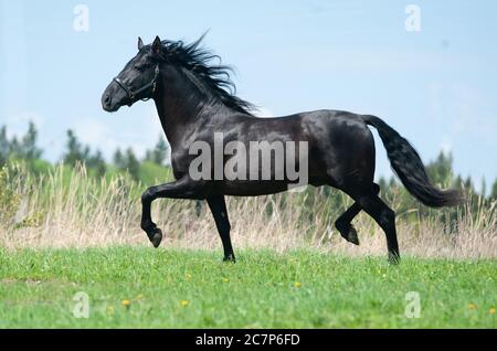 Raven andalusischen Pferd läuft auf Freiheit Stockfoto