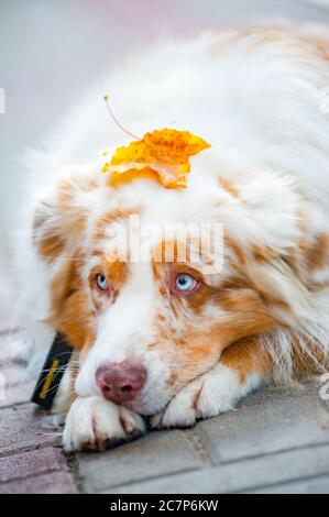 Herbstkonzept: Blauäugige Hündin mit apfelblatt auf dem Kopf Stockfoto